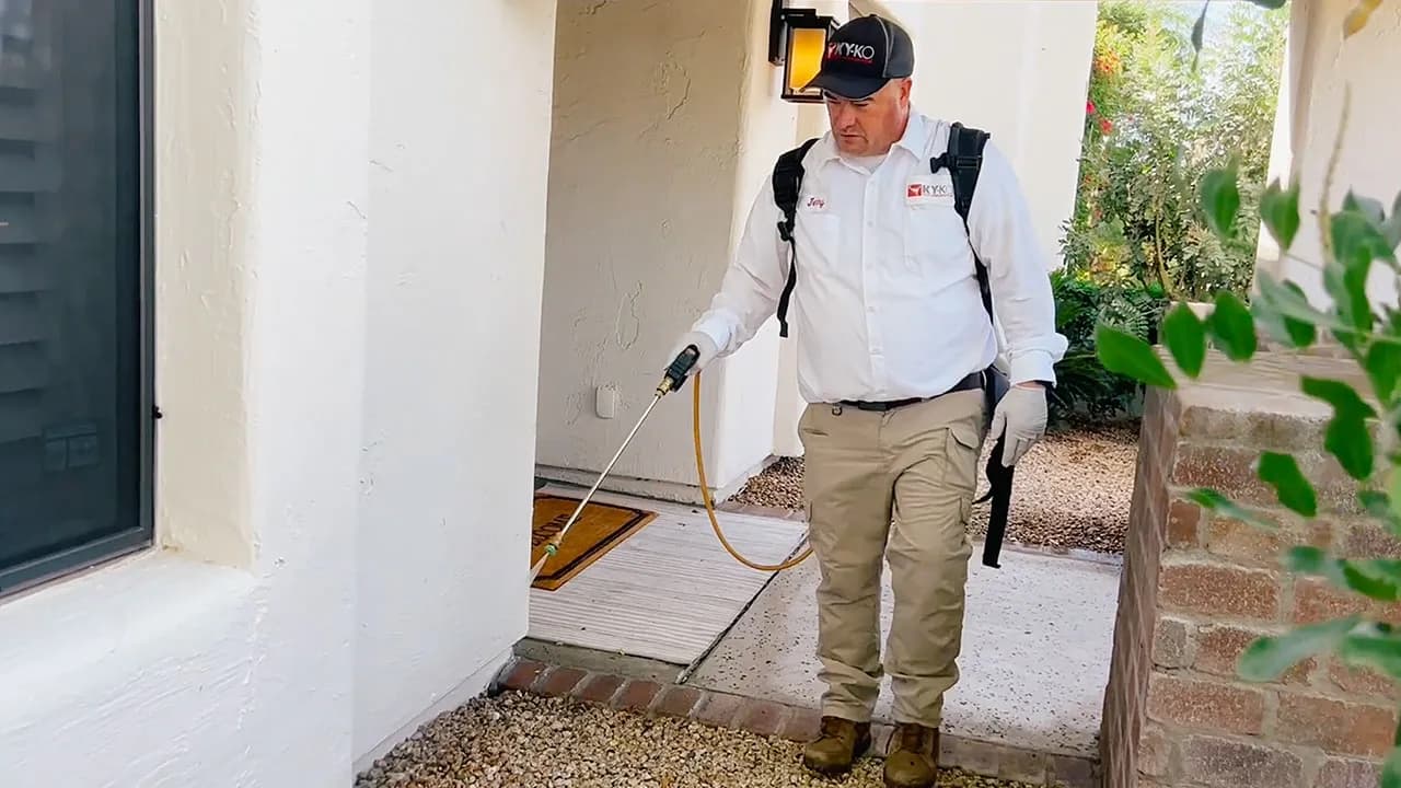 So unterstützt Sie Kammerjäger in der Nähe bei der Schädlingskontrolle
